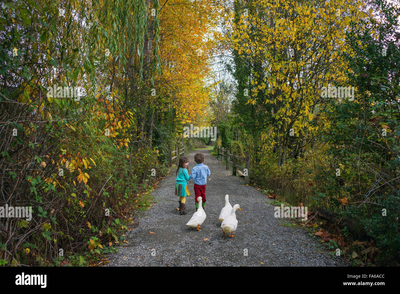 Young boy and girl walking on path with three ducks Stock Photo