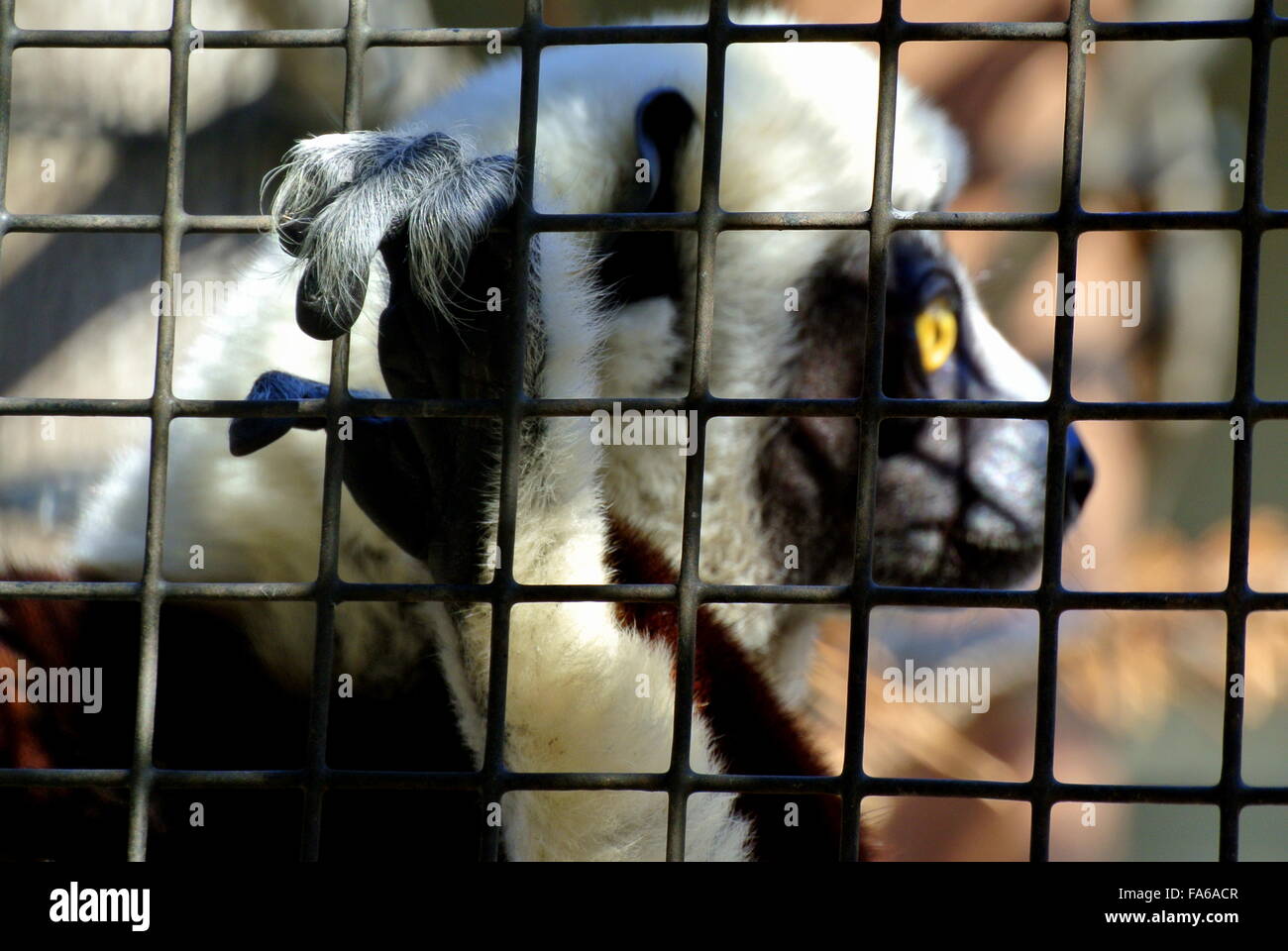 Duke Lemur Center, Durham NC Stock Photo