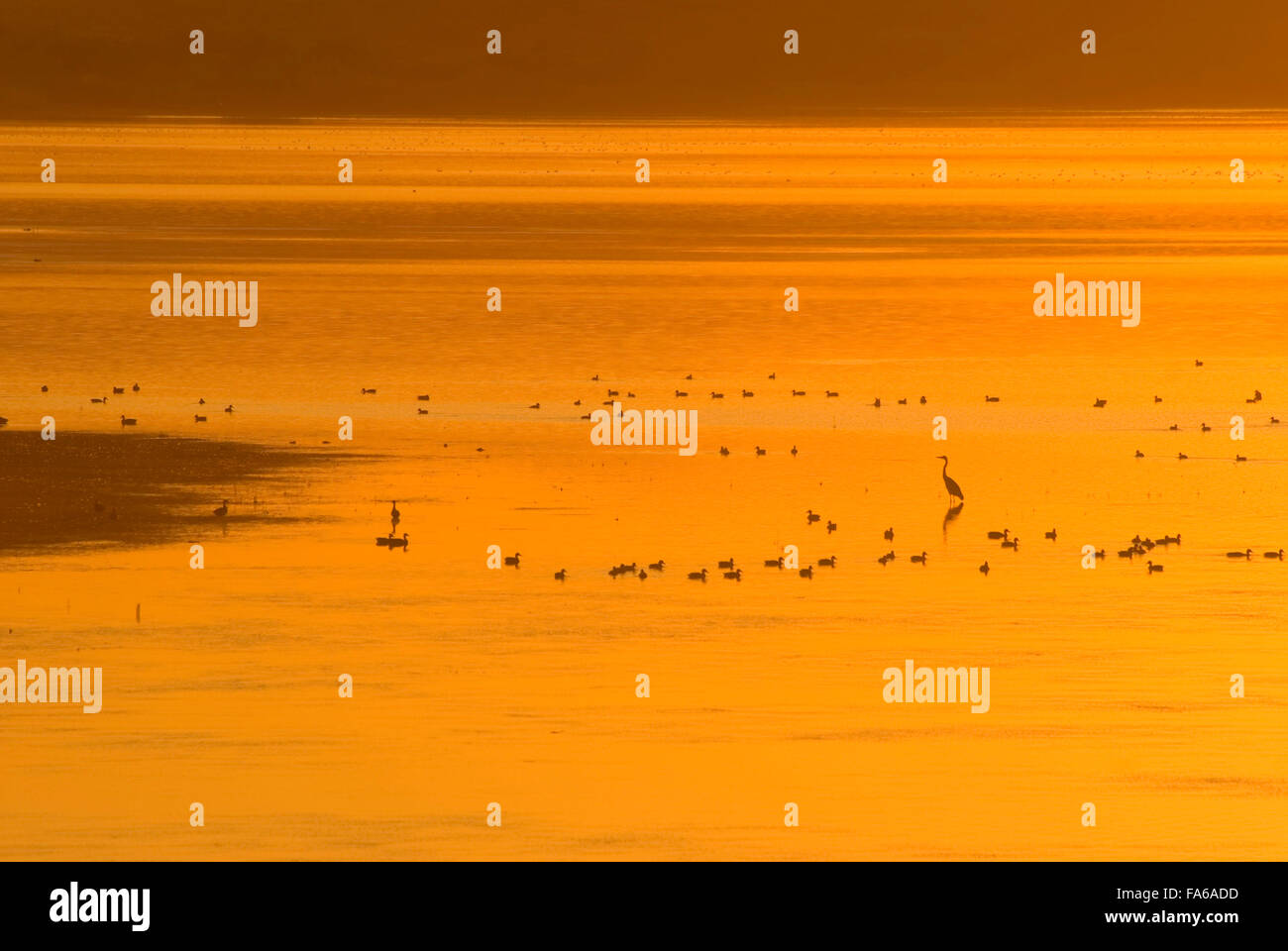 Pablo Reservoir sunset with birds, Pablo National Wildlife Refuge
