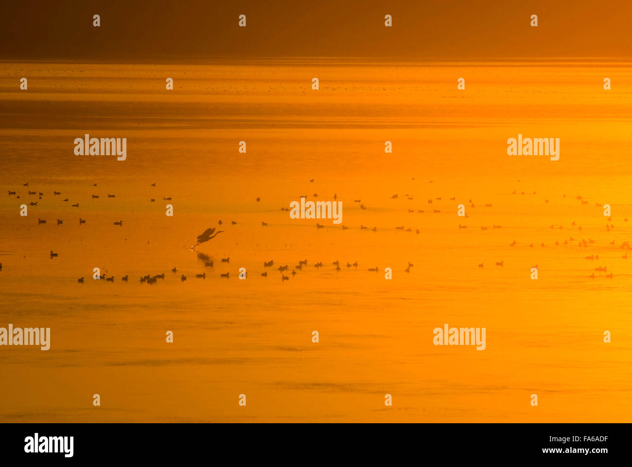 Pablo Reservoir sunset with birds, Pablo National Wildlife Refuge