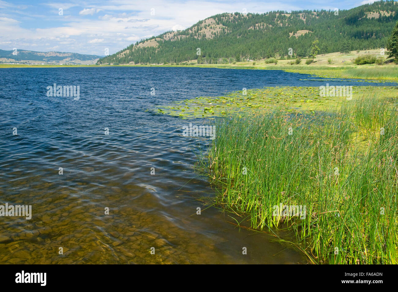 Smith Lake bulrush, Smith Lake Fishing Access Site, Montana Stock Photo