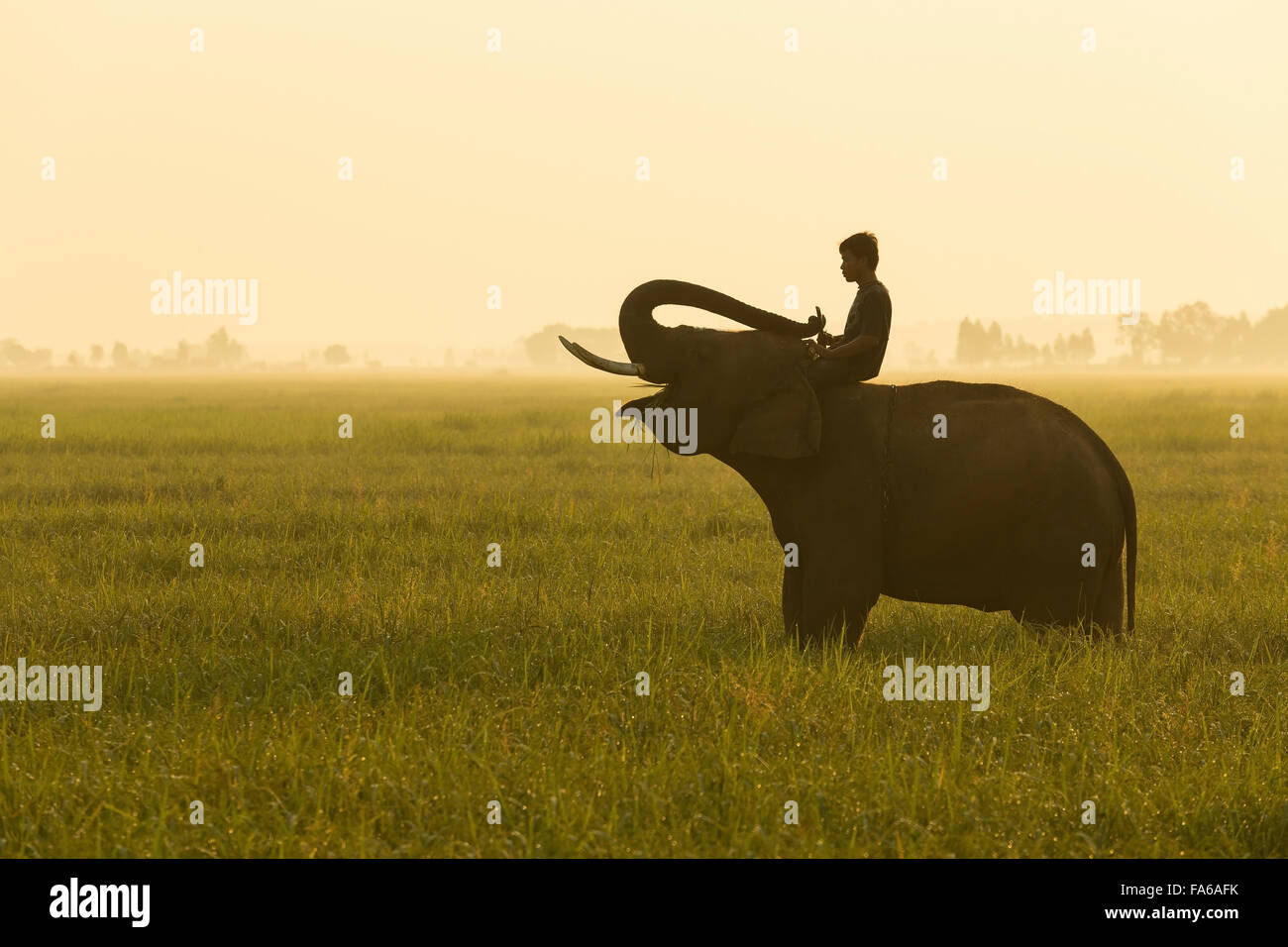 Man sitting on an elephant in a field, Surin province, Thailand Stock Photo