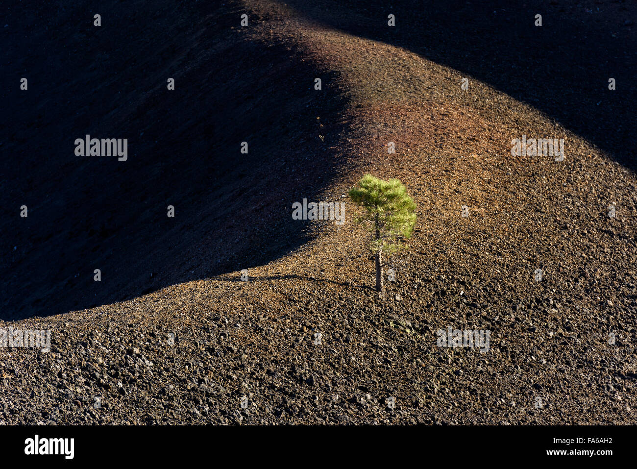 Elevated view of cinder cone tree in lava beds, California, United States Stock Photo