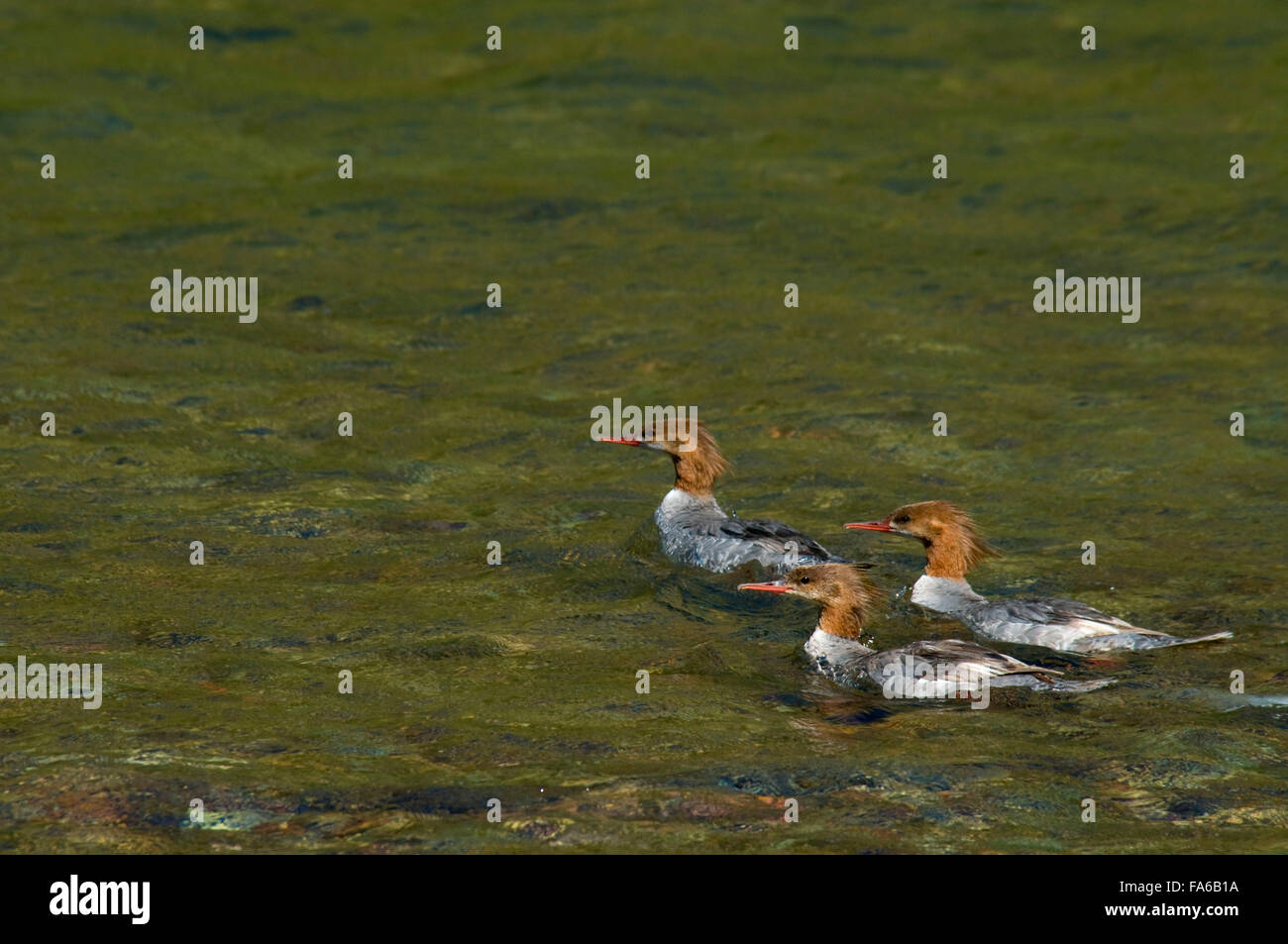Merganser at Two Medicine Lake, Glacier National Park, Montana Stock