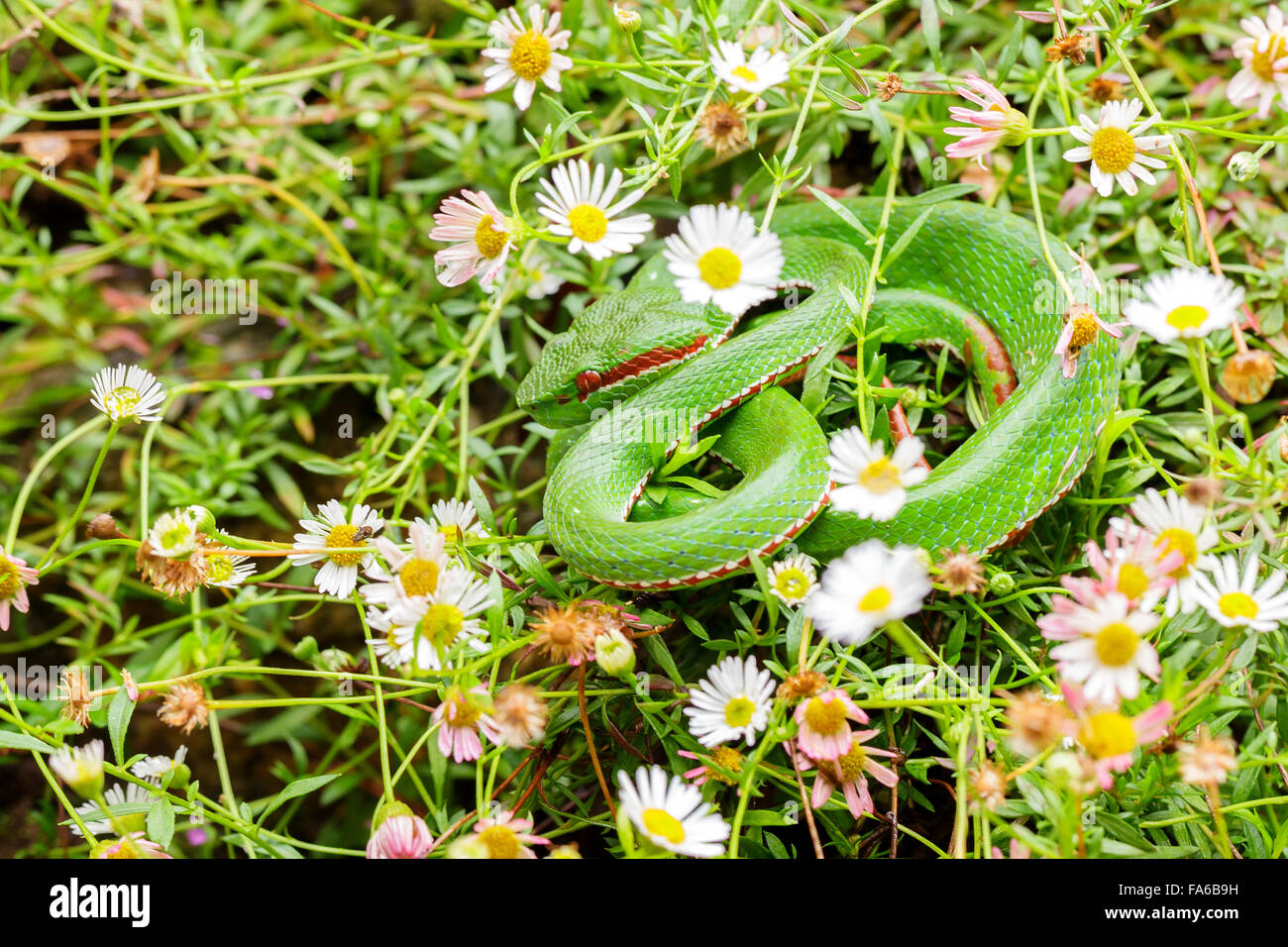 Bush viper snake (Atheris hispida) camouflaged in daisy grass Stock Photo