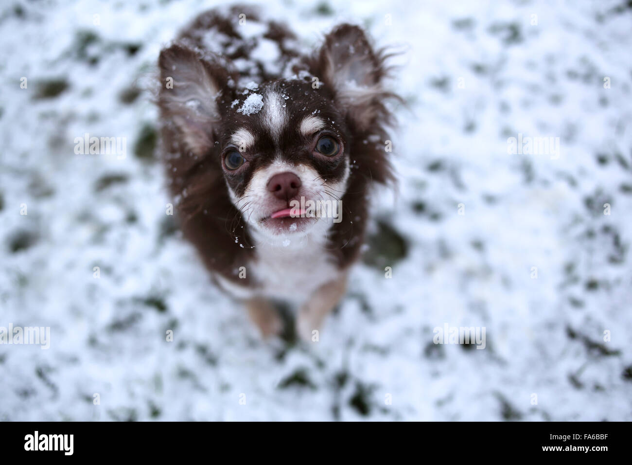 Chihuahua Dog standing in snow Stock Photo Alamy