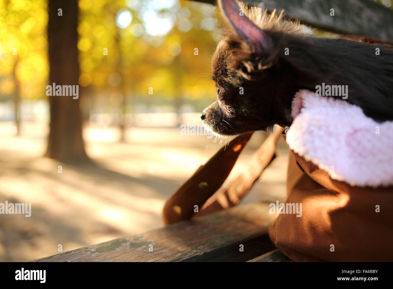 Chihuahua handbag hi-res stock photography and images - Alamy