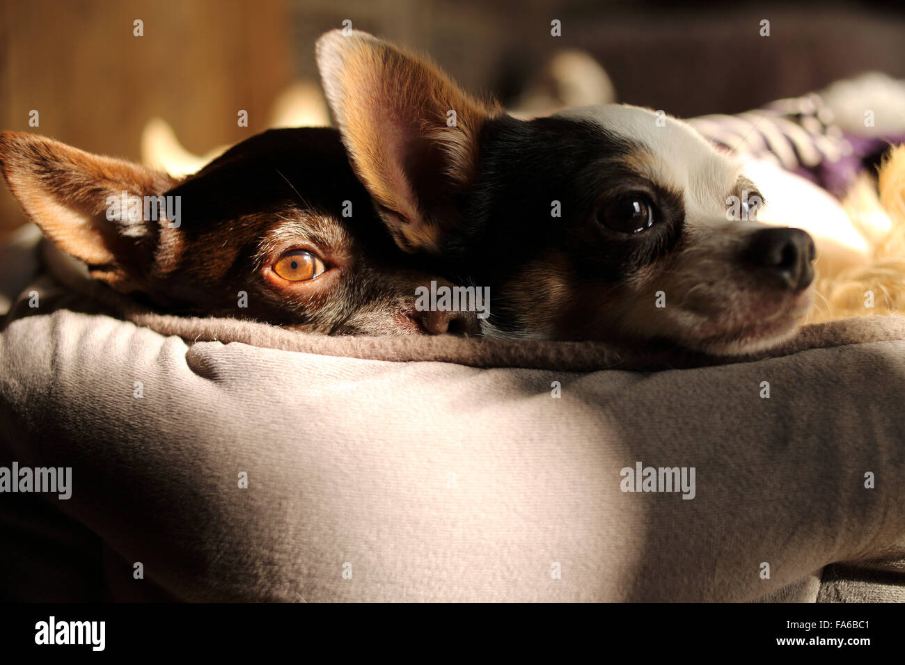 Shorthair chihuahuas hi-res stock photography and images - Alamy