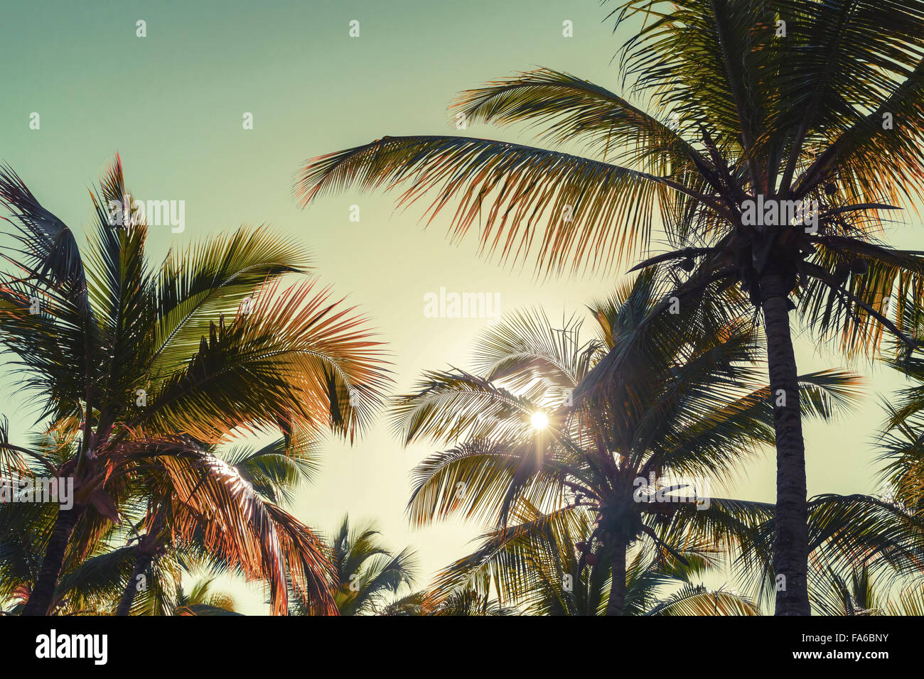Coconut palm trees and shining sun. Vintage stylized photo with tonal correction filter effect Stock Photo