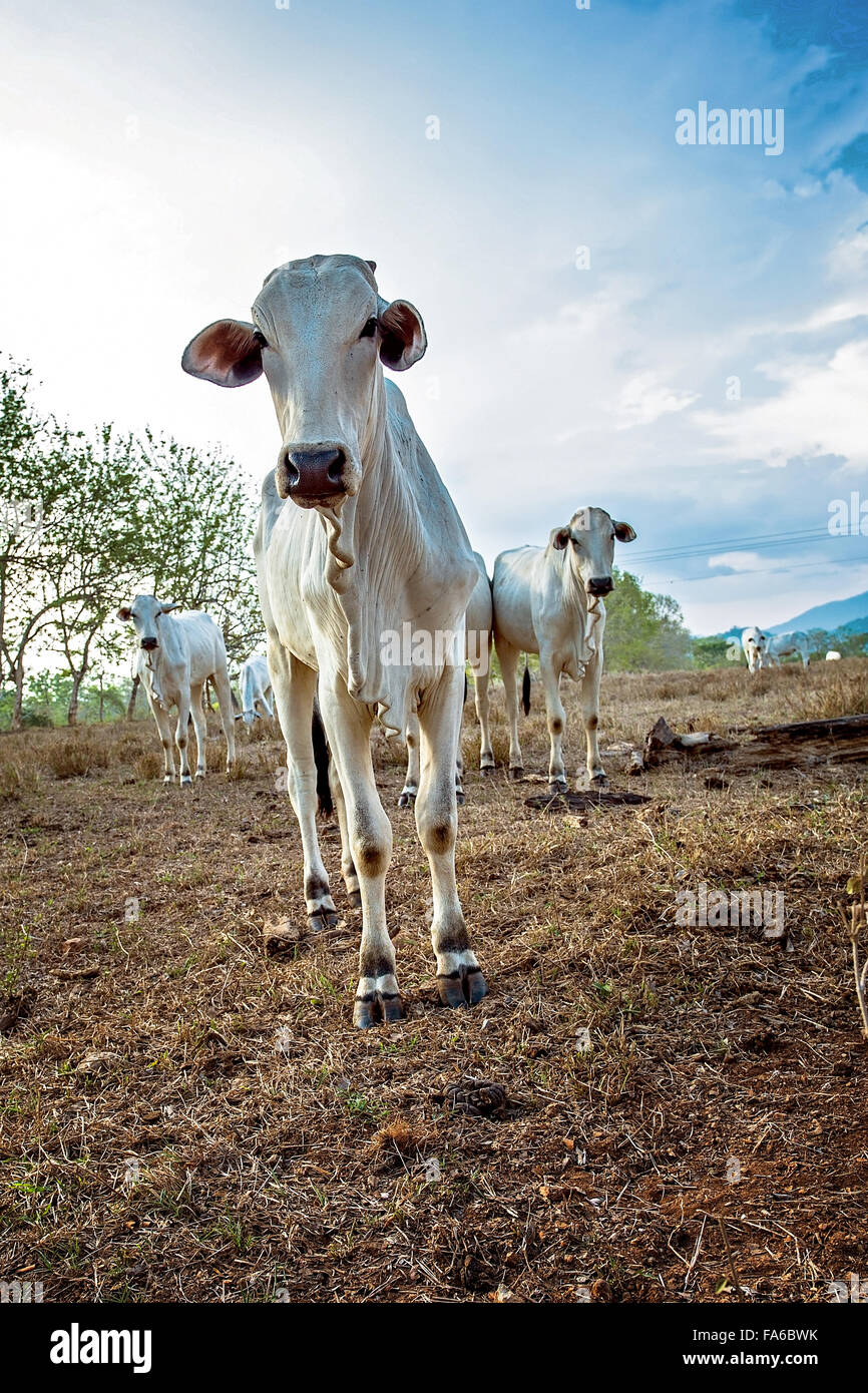Herd of Cows, Santa Teresa, Costa Rica Stock Photo