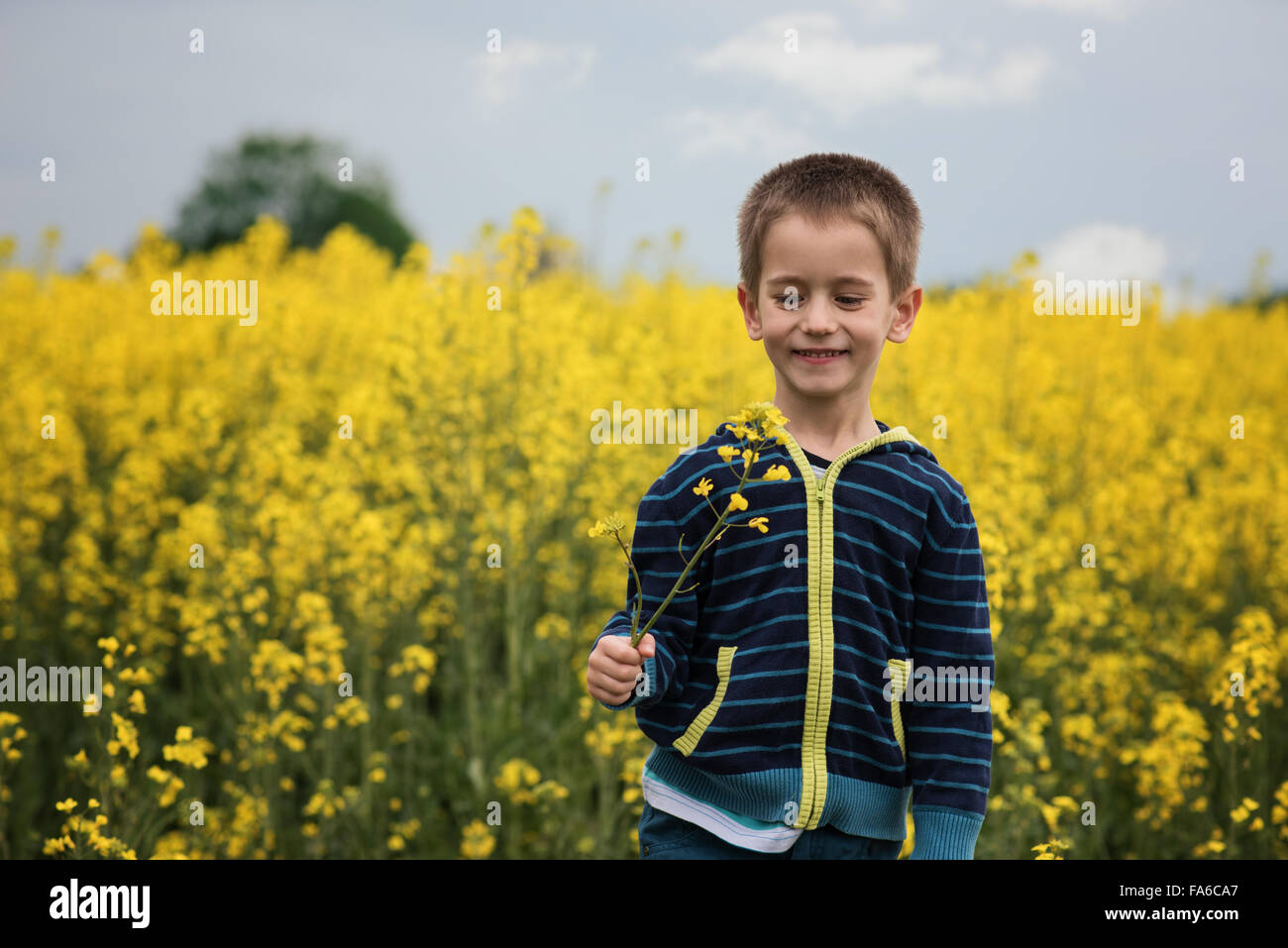 Smiling boy holding yellow flower in  rapeseed field Stock Photo
