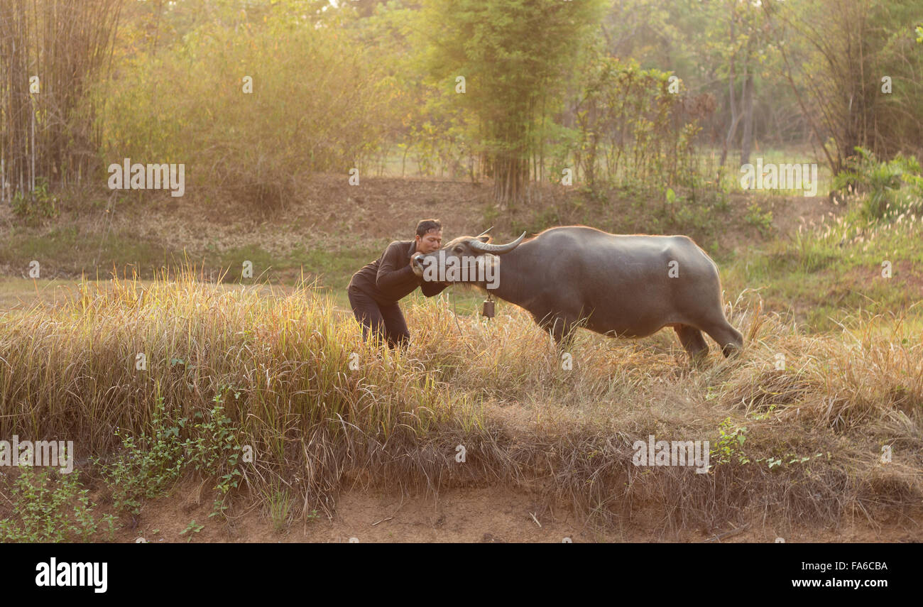 Farmer with his buffalo, Thailand Stock Photo