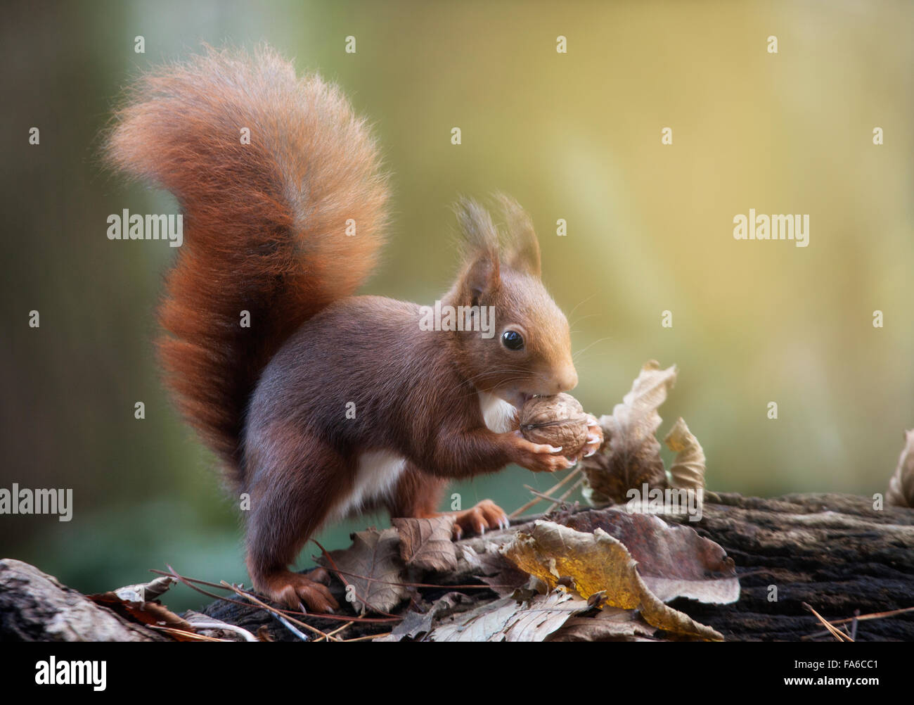 Red squirrel, with a nut,  Artica, Navarra, Spain Stock Photo