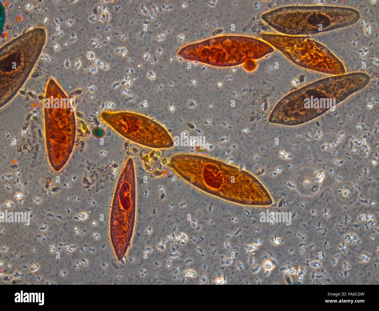 Beauty of Biology under microscopy Stock Photo - Alamy