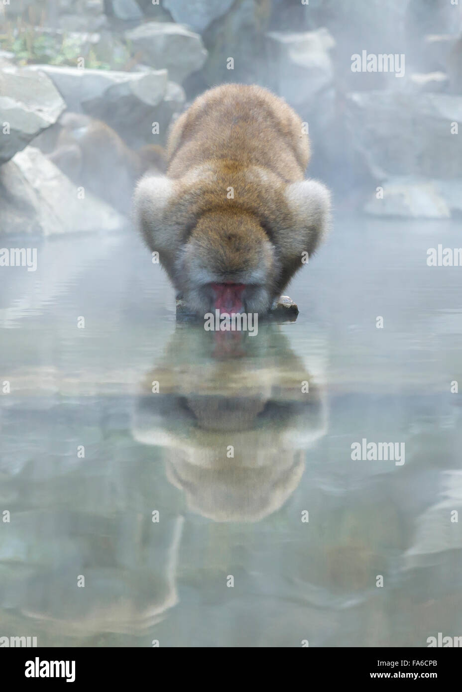 Japanese snow monkey drinking water at hot spring, Nagano, Chubu, Honshu, Japan Stock Photo