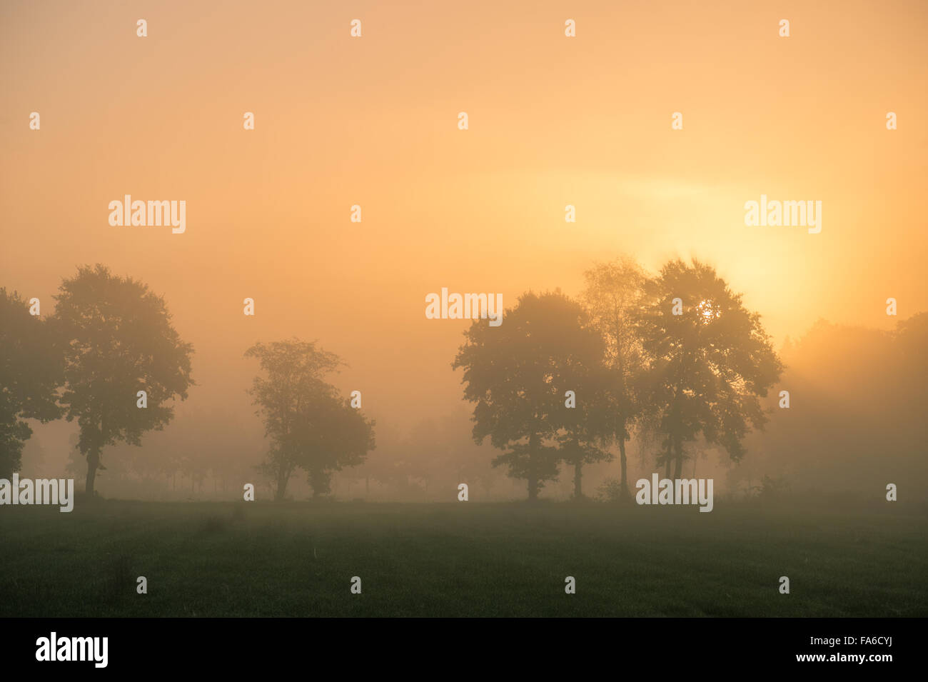 Trees in a misty field, Ostfriesland, Niedersachsen, Germany Stock Photo