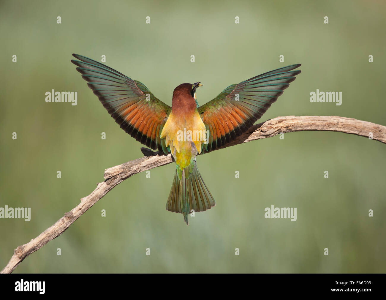 Bee eater bird on a branch with wings spread, Pitillas, Navarra, Spain Stock Photo
