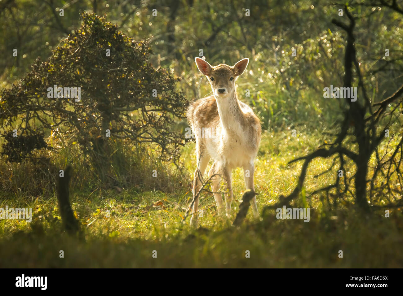 Fallow deer (Dama Dama) fawn in Autumn season. The Autumn fog and nature colors are clearly visible on the background. Stock Photo