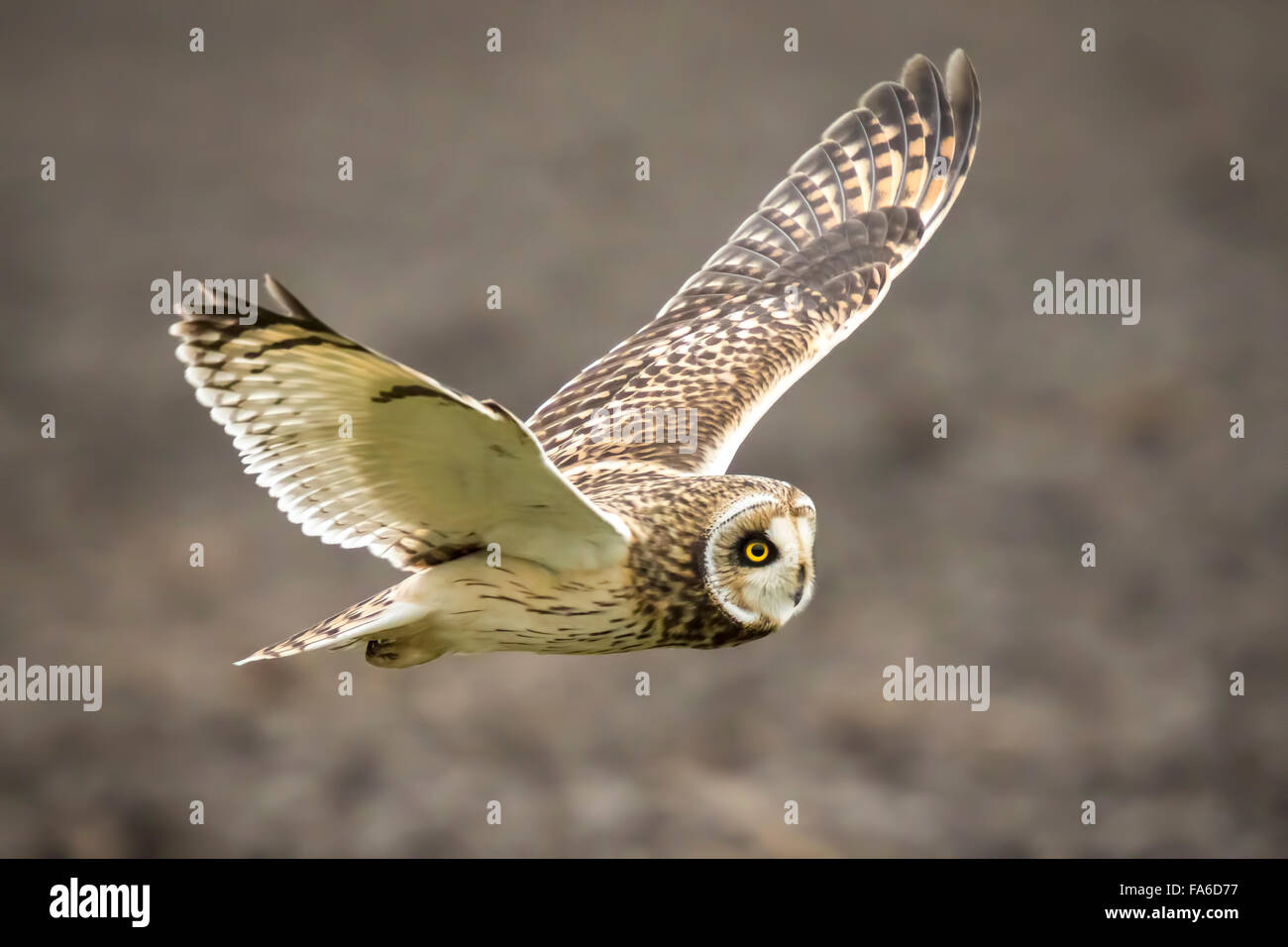 Short-eared Owl (Asio flammeus) hunting above a field during dusk in winter. Stock Photo