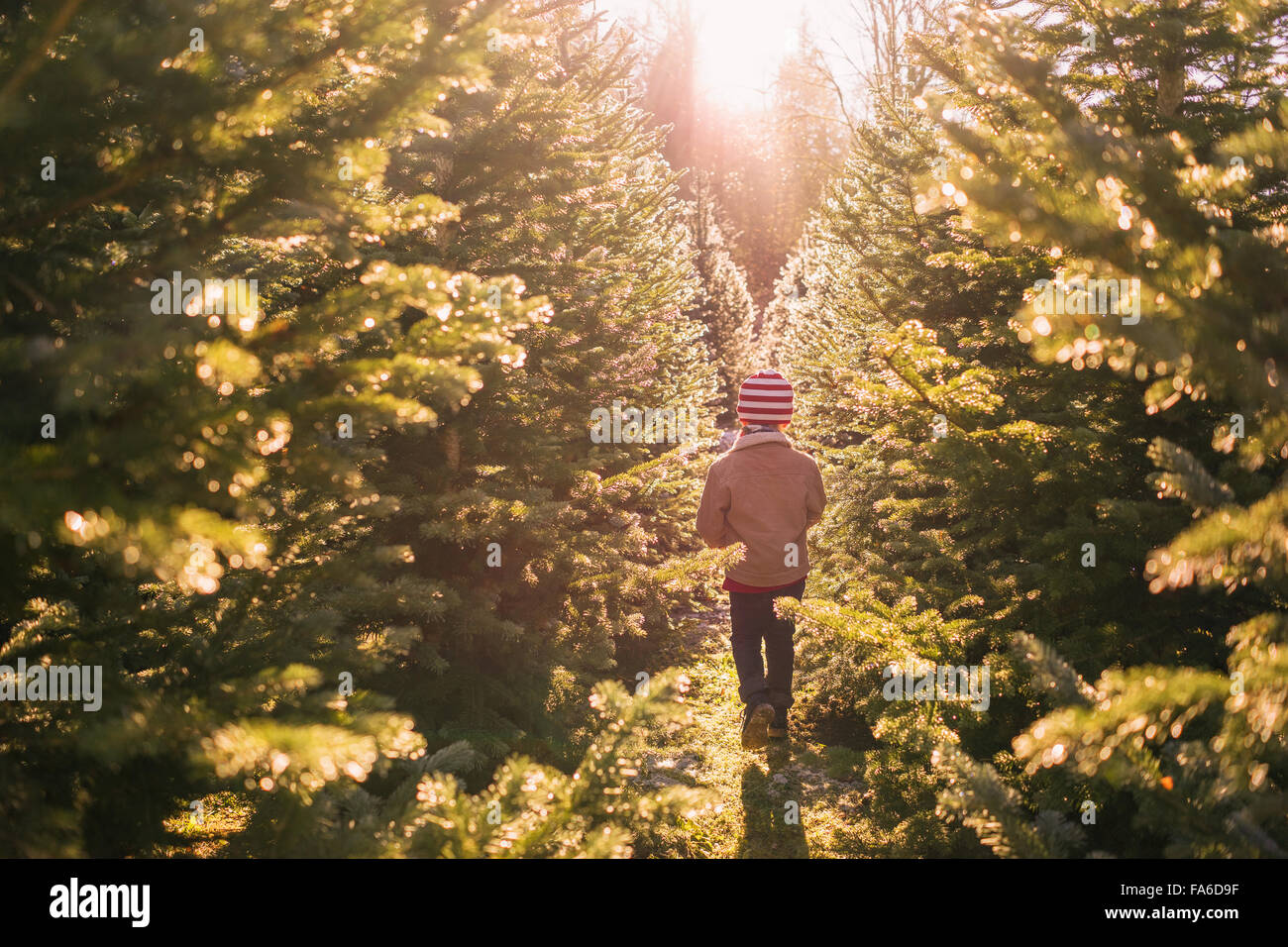 Boy walking between two rows of trees at a Christmas tree farm, United States Stock Photo