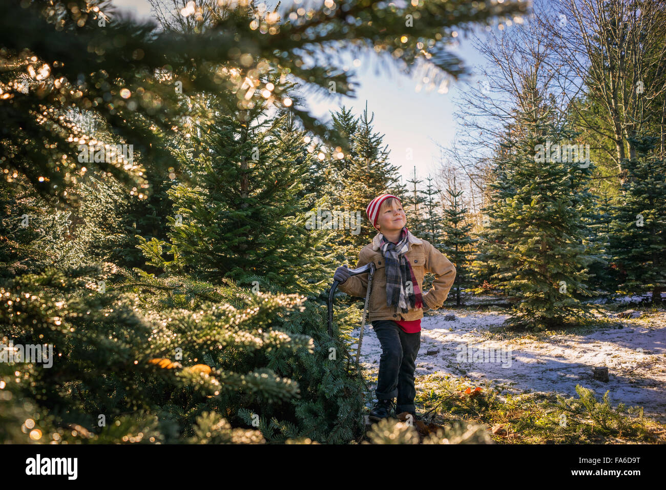 Boy standing with hand saw next to freshly cut christmas tree at farm Stock Photo