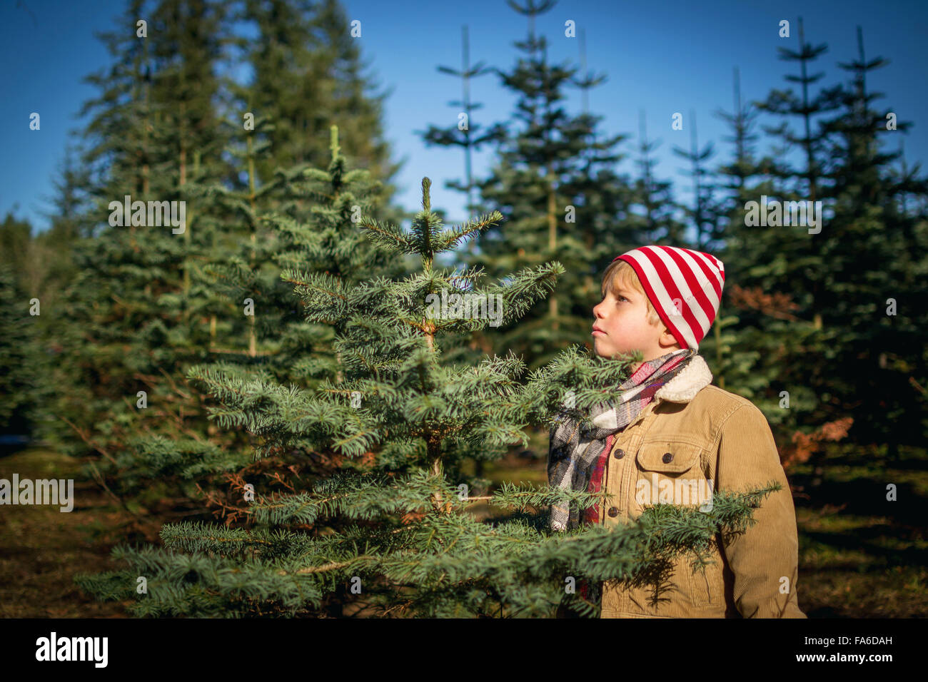 Young boy Choosing christmas tree at a farm Stock Photo