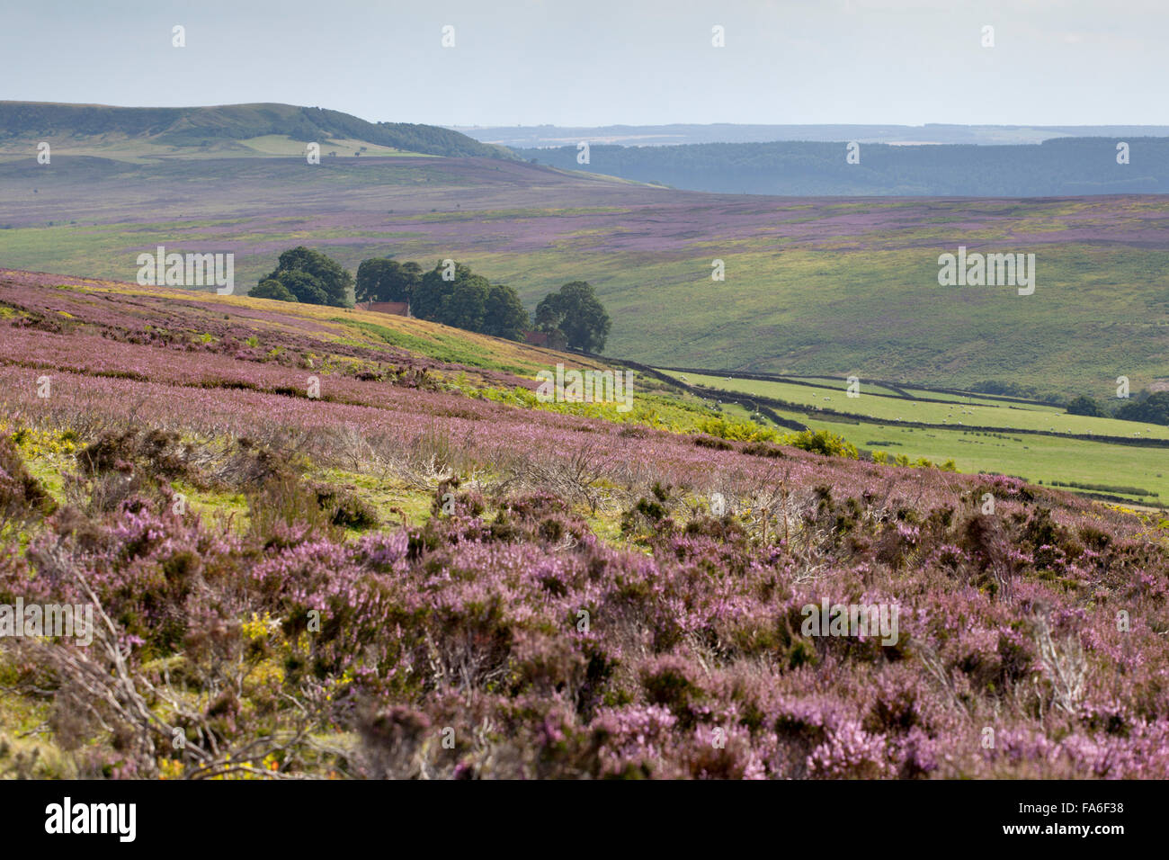 Purple heather moorland hi-res stock photography and images - Alamy