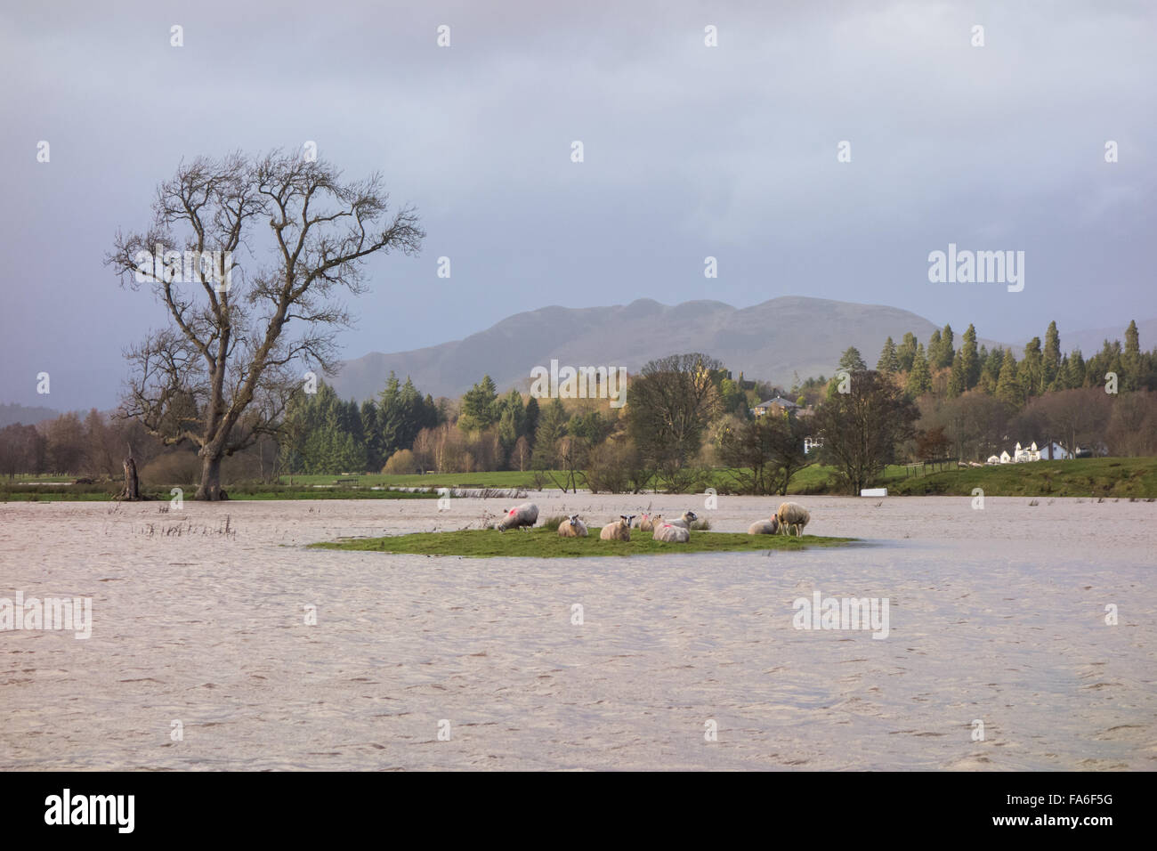 Flooded Fields    Drymen, Scotland, UK - 22 December 2015: UK weather.  Sheep stranded on an island surrounded by flooded fields in the Drymen Show Field, where the annual Stirling Agricultural Society Drymen Show is held. Credit:  kayrtravel/Alamy Live News Stock Photo