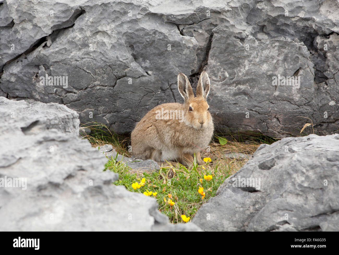 An Irish hare (Lepus timidus hibernicus) sits in a limestone pavement in the Burren, Ireland Stock Photo