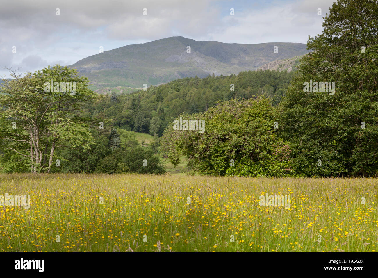 An English wild flower meadow at Monk Coniston Hall. Lake District, UK Stock Photo