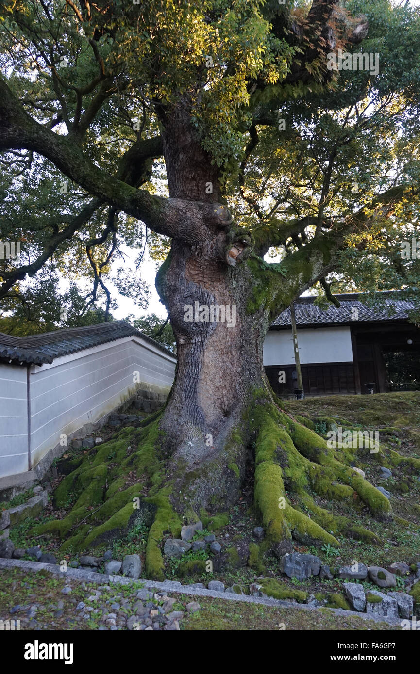 Camphor tree outside Shoren-in Buddhist Temple at sunset, Kyoto, Japan Stock Photo