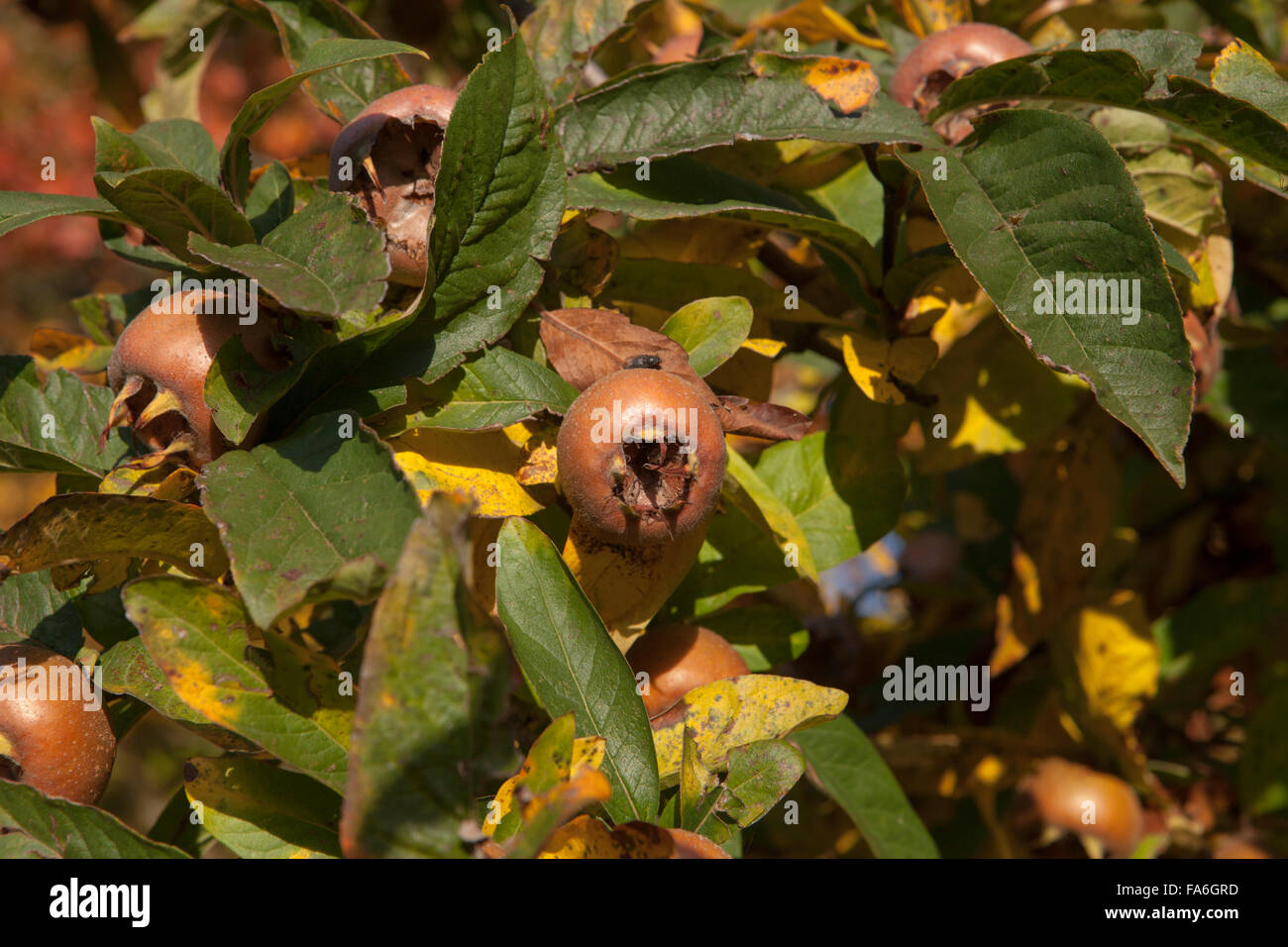 Medlar fruit growing on a tree in the orchard at RHS Wisley in Surrey