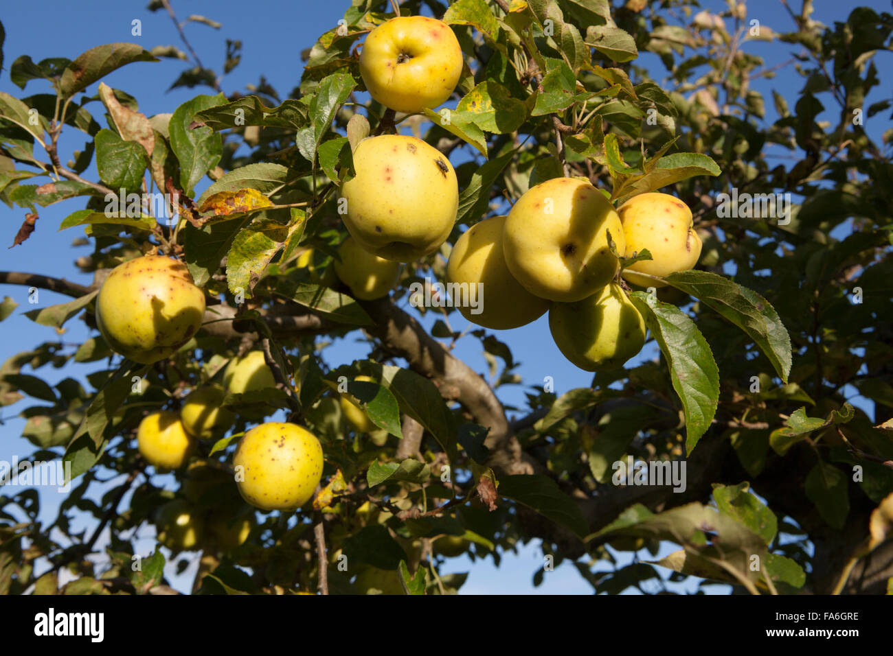 Ripe Golden Delicious Apples grow on a tree at RHS Wisley in Surrey Stock Photo