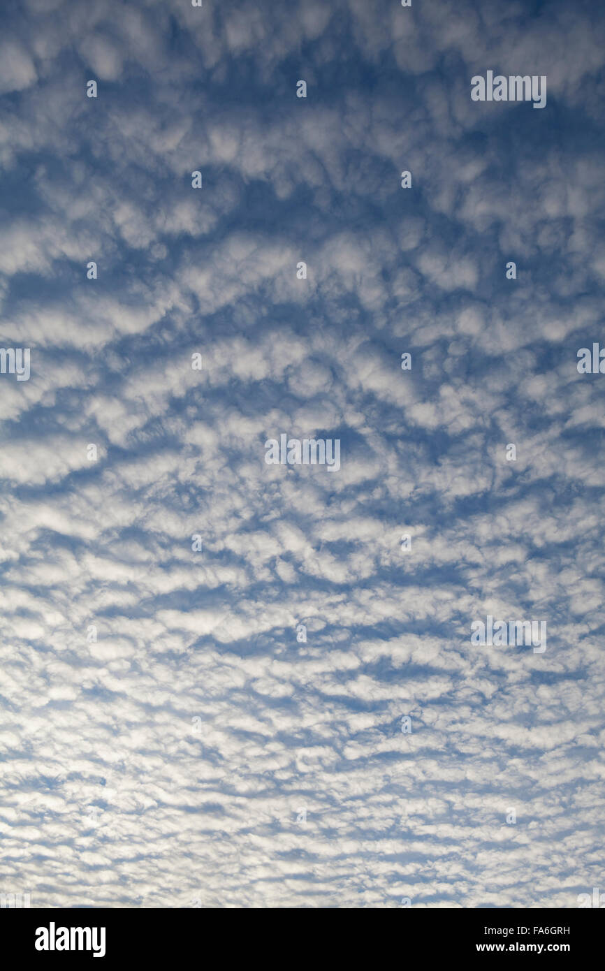 Altocumulus undulatus cloud formation is known as a mackerel sky Stock Photo