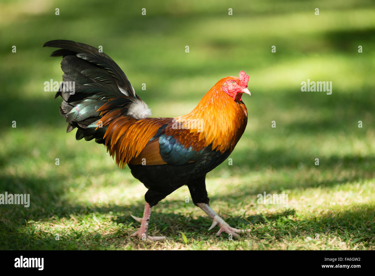 Feral Rooster Male CHicken Hawaii Park Stock Photo Alamy