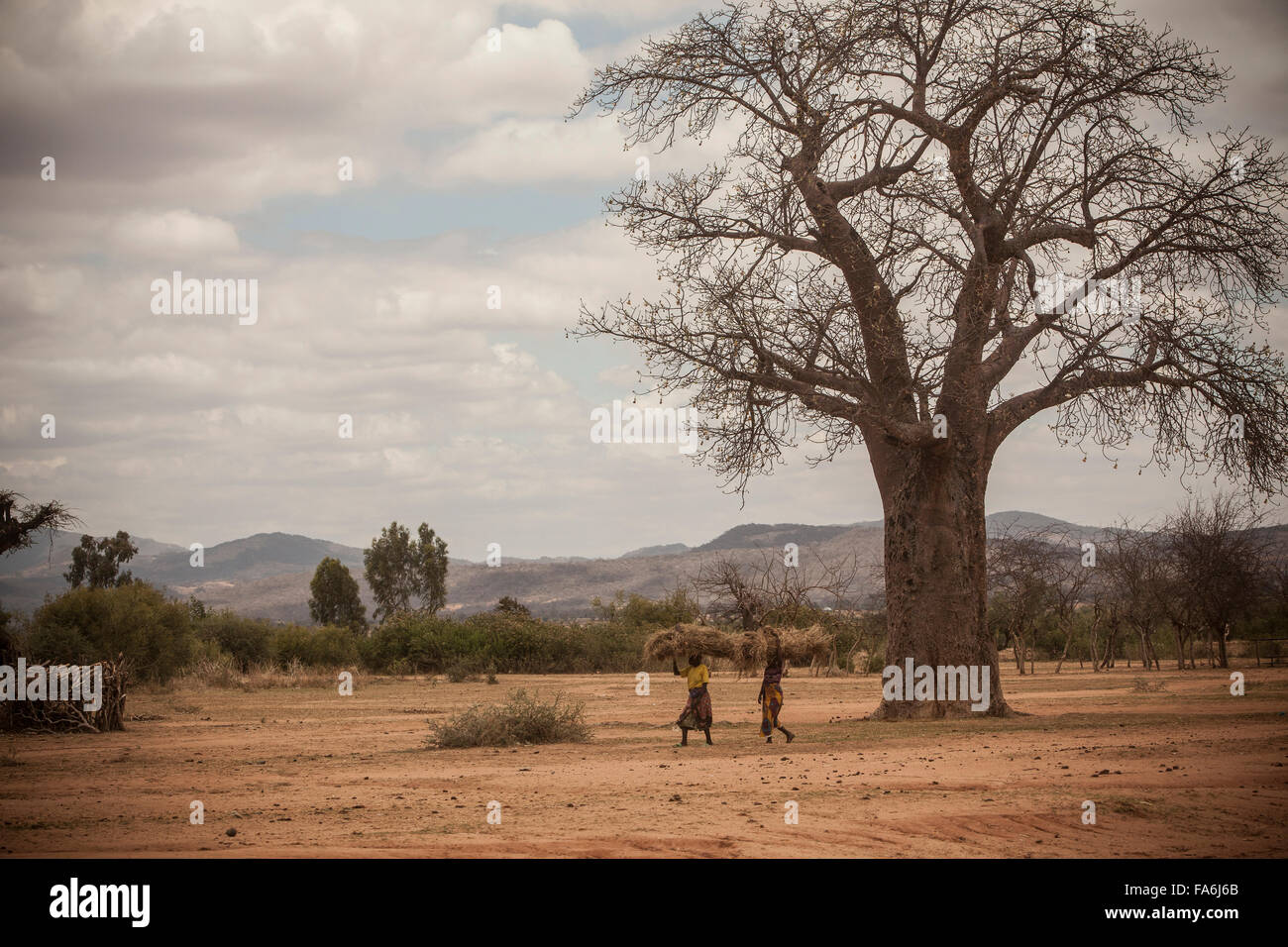The landscape around Dodoma, Tanzania is market by rolling hills and baobab trees. Stock Photo
