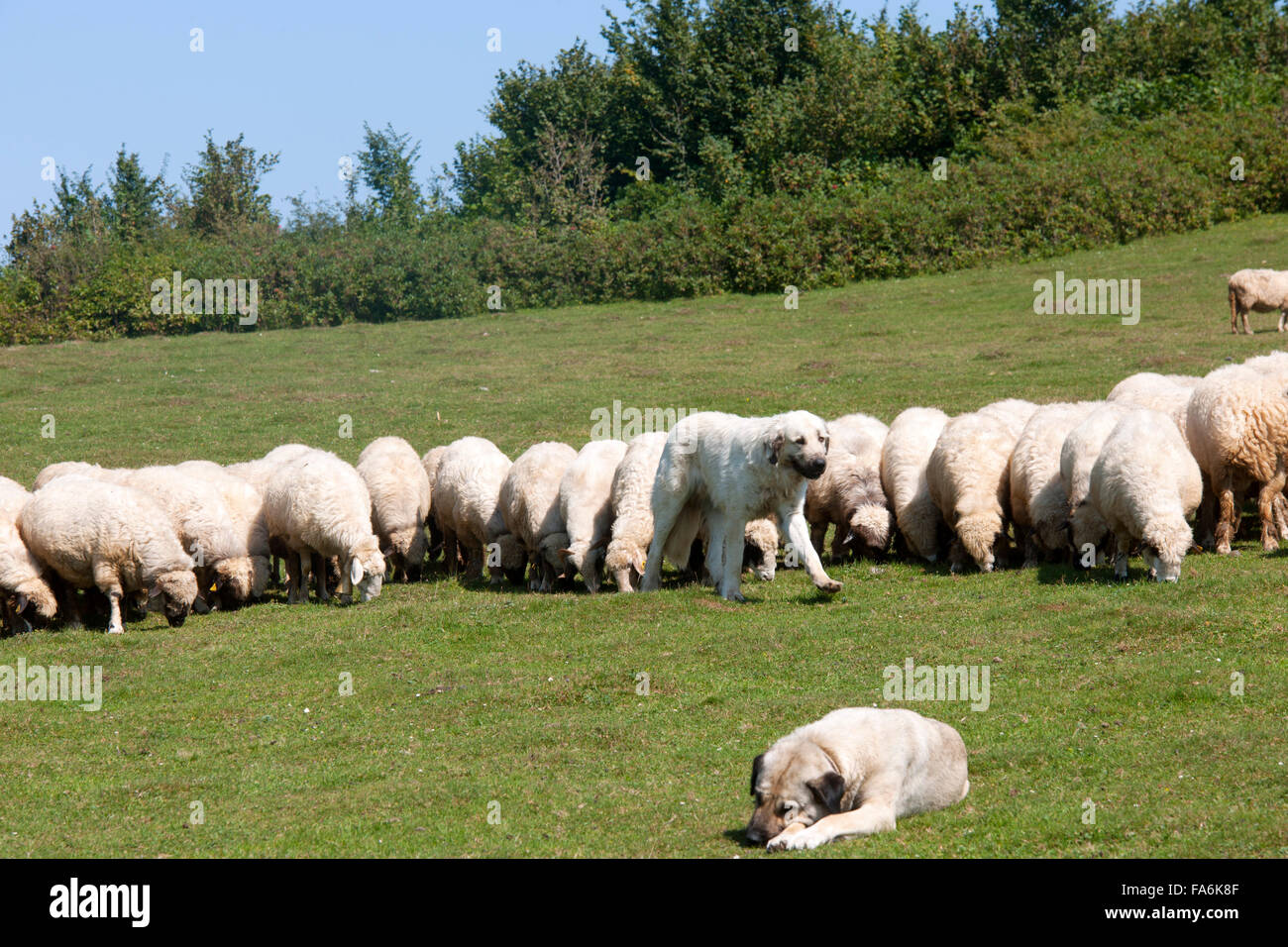 Türkei, westliche Schwarzmeeküste, Provinz Ordu, Persembe Yailasi, Schafherde mit Hirtenhund auf der Hochweide Stock Photo