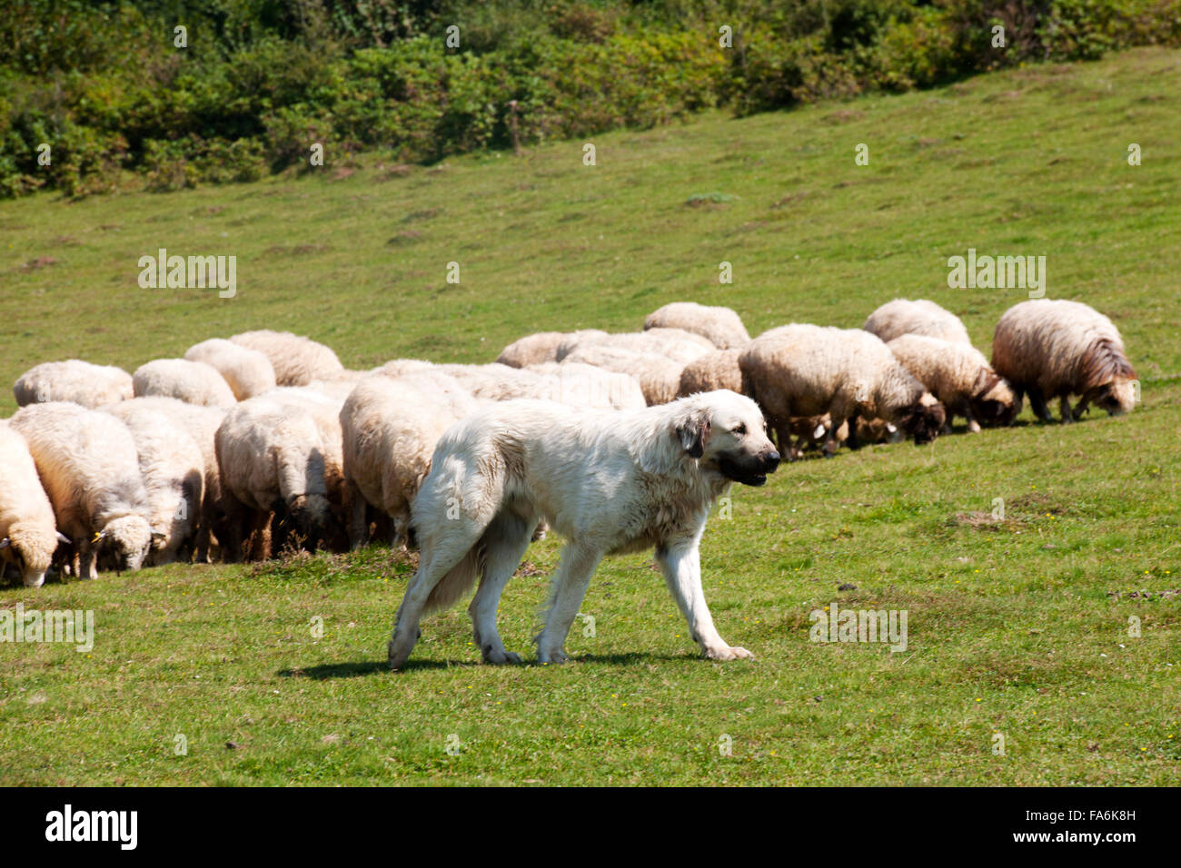 Türkei, westliche Schwarzmeeküste, Provinz Ordu, Persembe Yailasi, Schafherde mit Hirtenhund auf der Hochweide Stock Photo