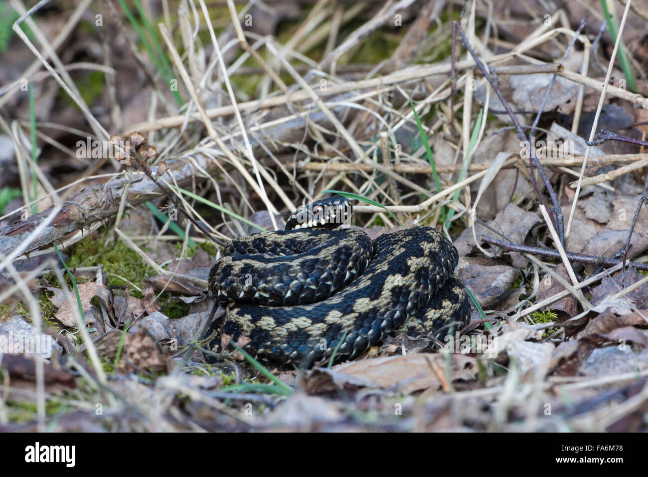 Adder, Vipera berus Stock Photo