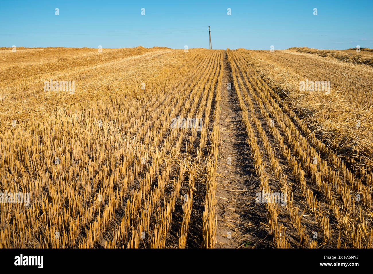 late summer landscape with cropped field and clear blue sky Stock Photo
