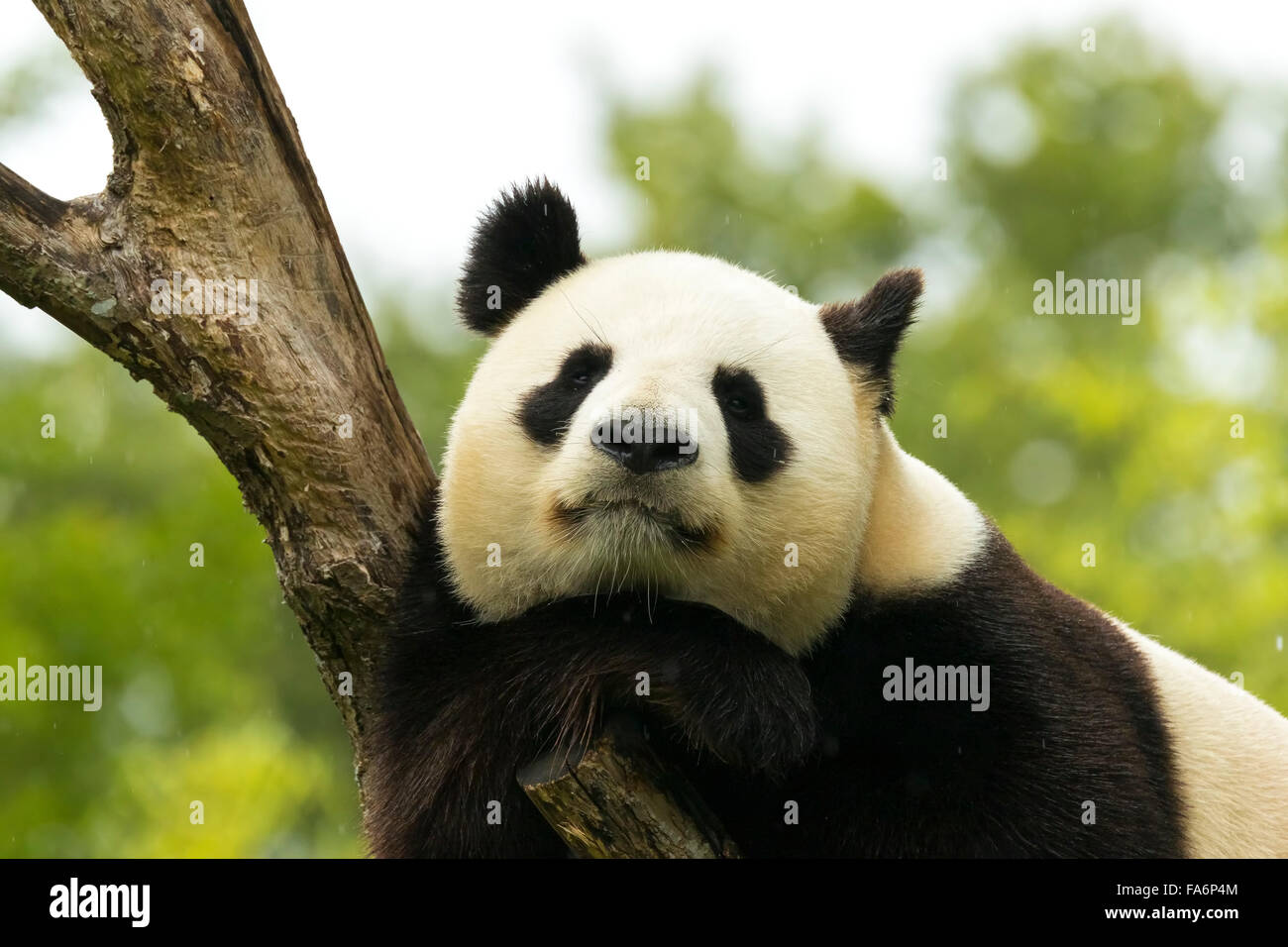 Giant panda bear falls asleep during the rain in a forest after eating bamboo Stock Photo