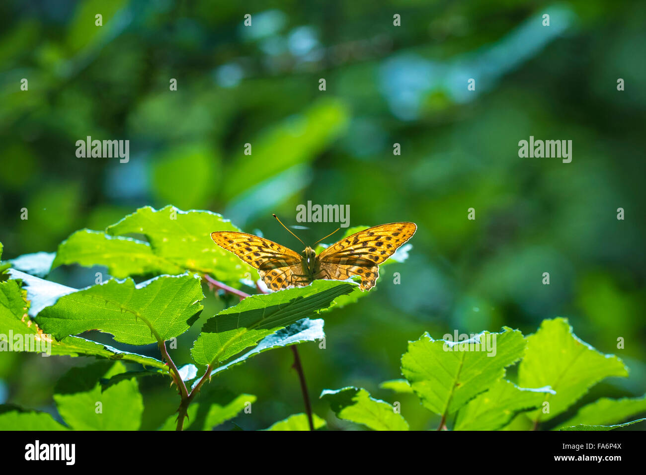 Lesser Marbled Fritillary (Brenthis ino) resting on on leaves in a bush. This big butterfly has orange wings with black spots Stock Photo
