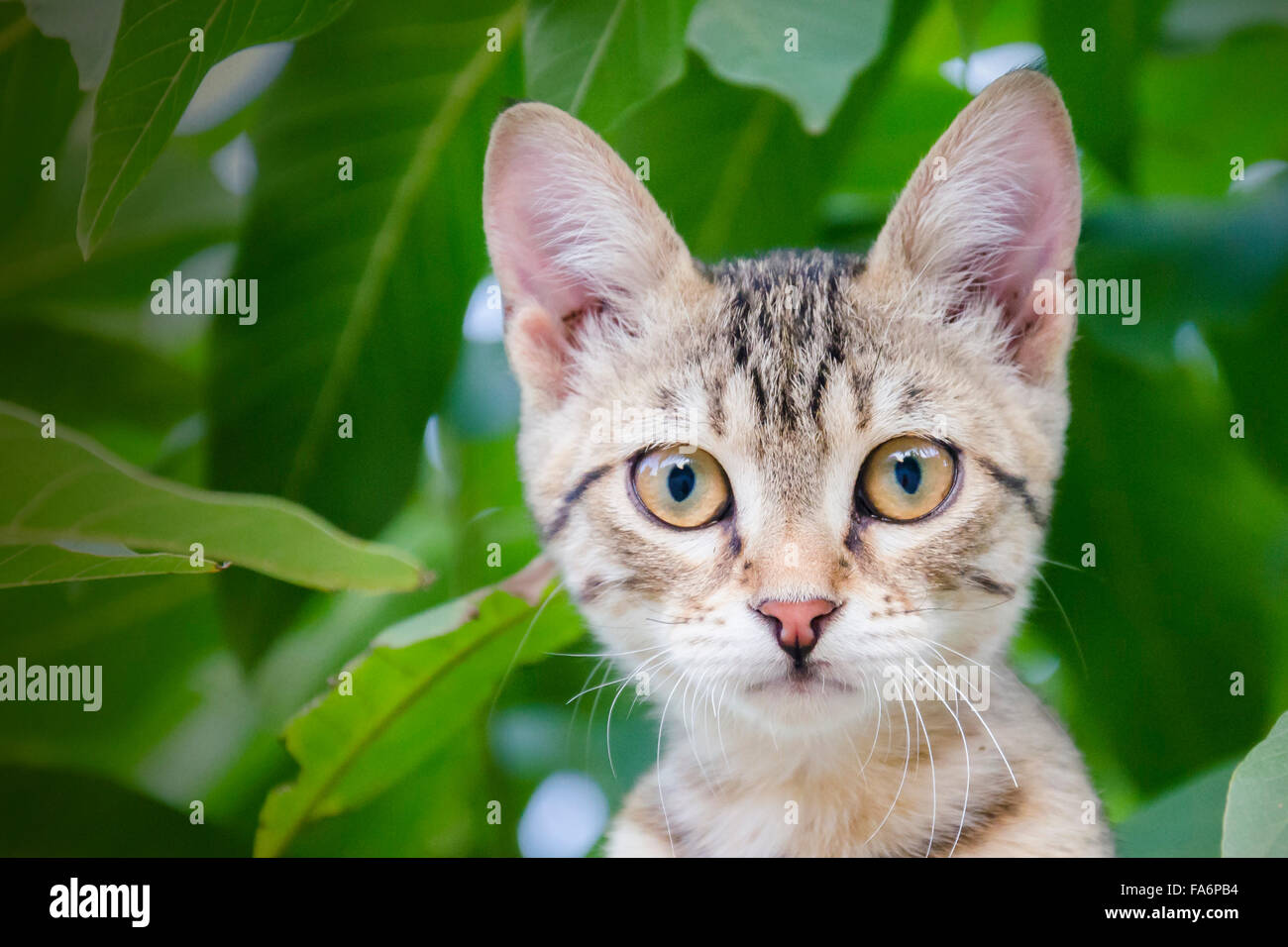 Cute animal in nature hi-res stock photography and images - Alamy
