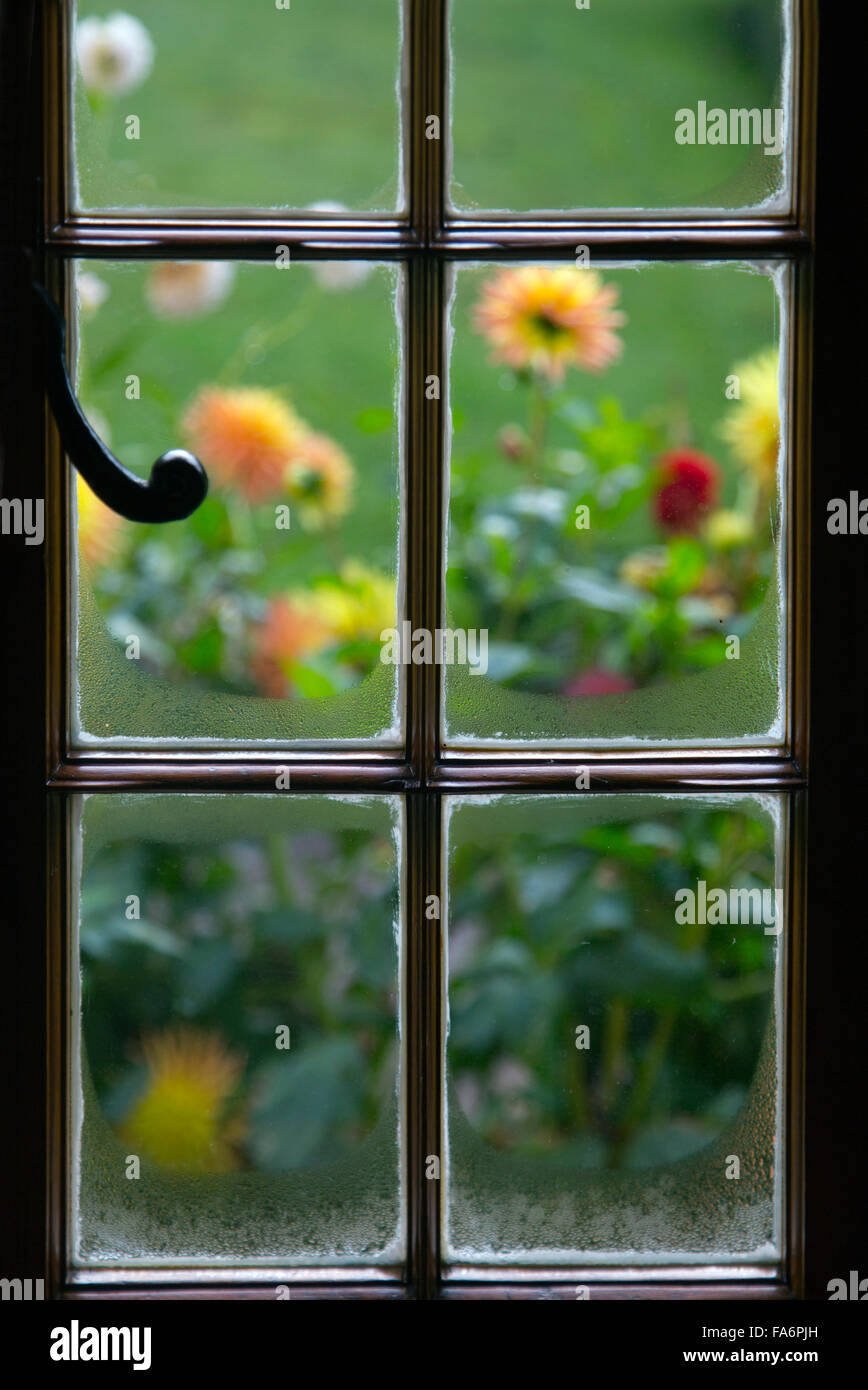 Garden dahlias through cottage window Stock Photo