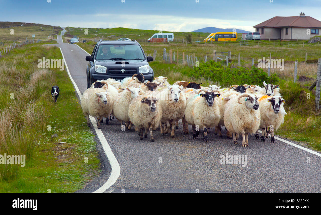 Driving sheep with sheep dog and truck at Baile Mor North Uist Outer Hebrides Stock Photo
