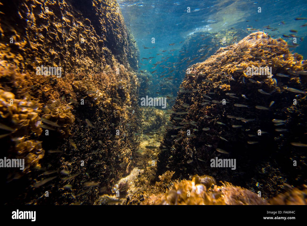 Small Fish Between The Rocks Underwater Scene with Overgrown Rocks and Little Fish Stock Photo - Alamy
