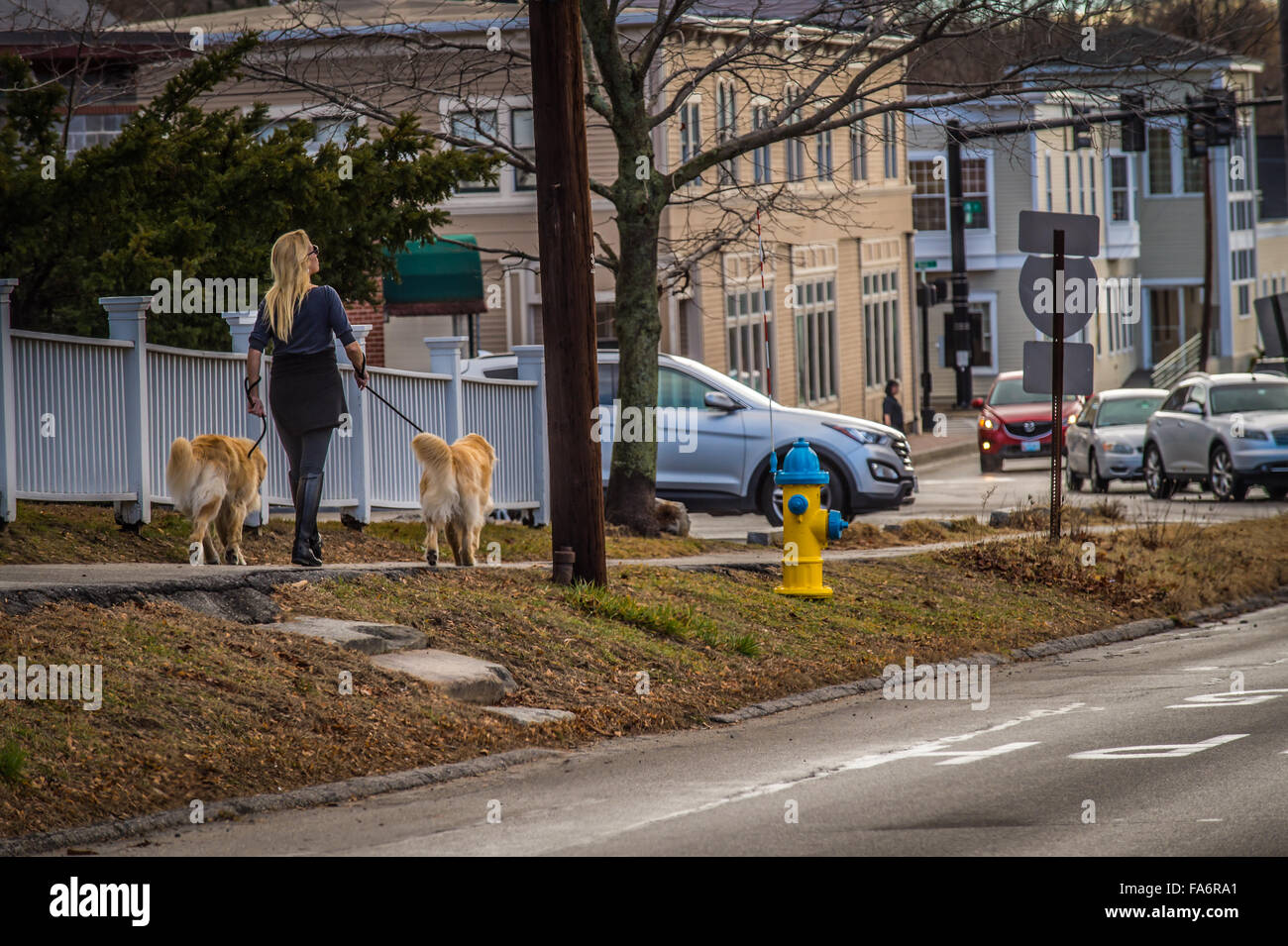 A blond woman and her two golden retrievers get in a walk around  town and some exercise on this very unusual warm December day. Stock Photo
