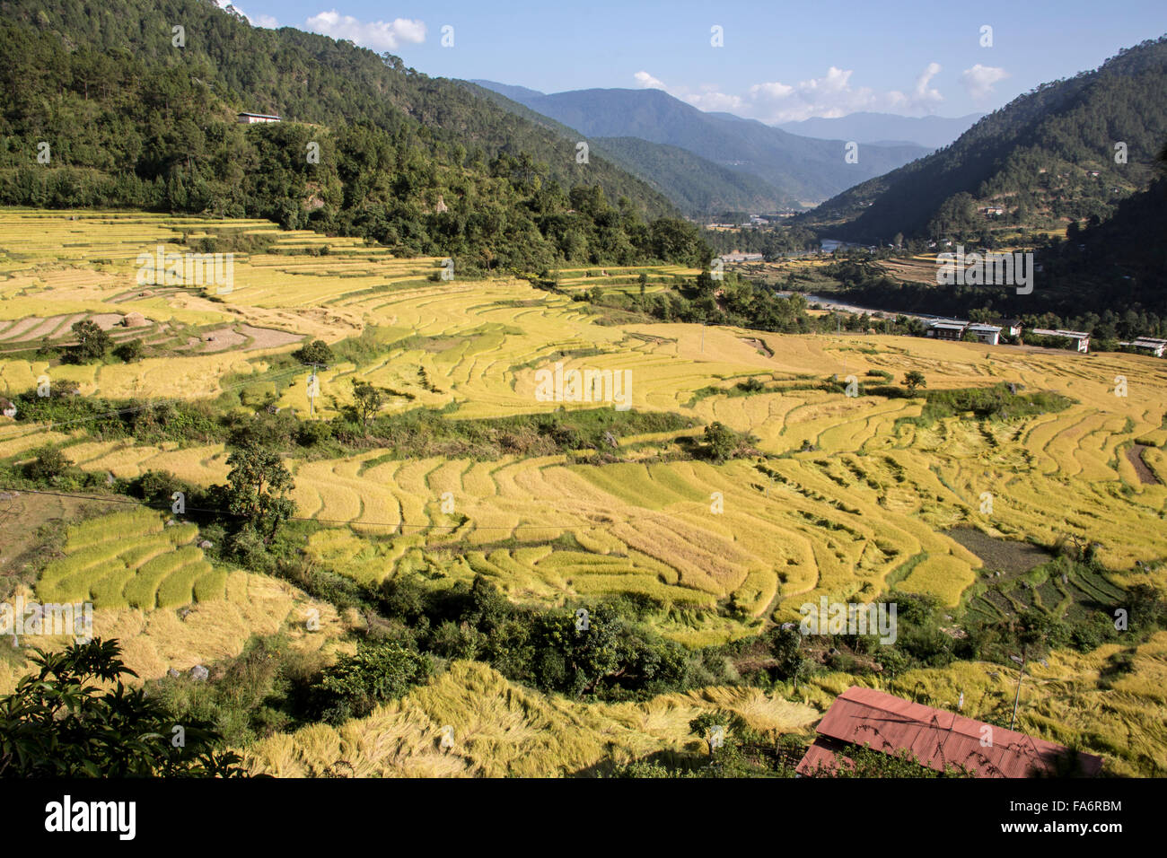 Rice fields in Punakha valley Bhutan Stock Photo