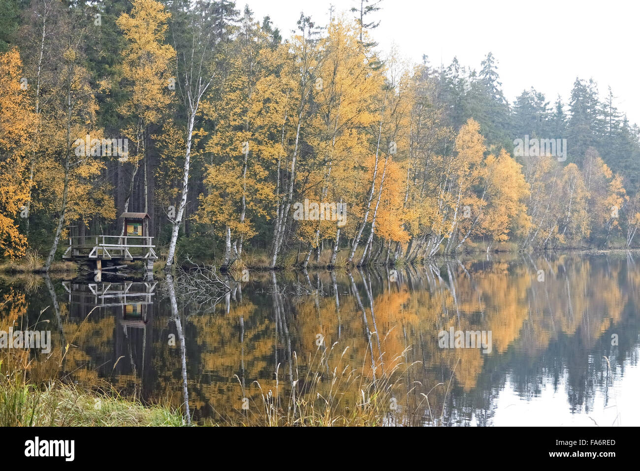 Trees on the bank of lake in the autumn Kladska peats Glatzener Moor