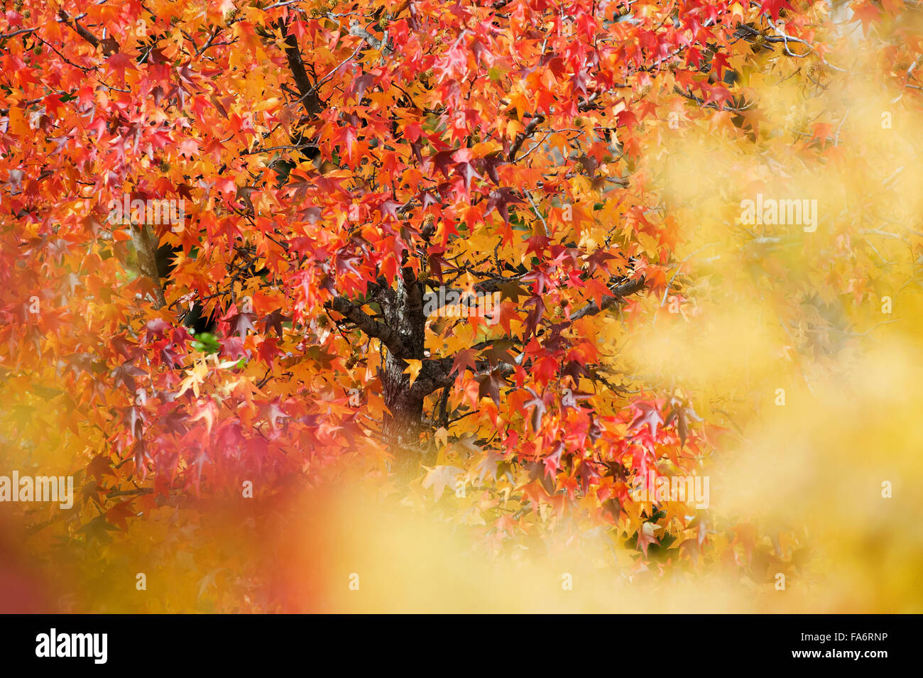 Sweet gum tree and foliage in autumn Stock Photo